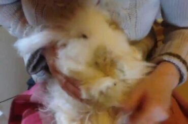 After the bunny butt bath - cute bunny video