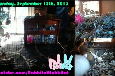 Cute Baby Bunnies Live ~ September 15th, 2013