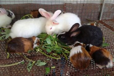 Baby Rabbits Eating - Funny and Cute Baby Bunny Rabbit Videos - Baby Animal Video Compilation 2020