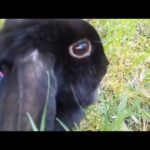 Cute bunny goes for a walk.