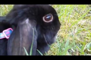 Cute bunny goes for a walk.