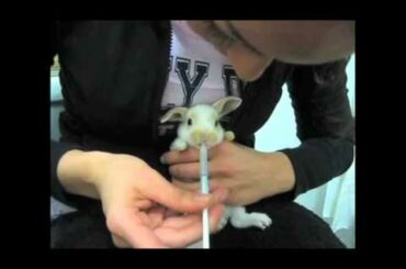 Nursing a Baby Bunny