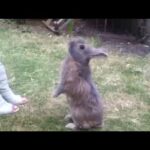 Cute Bunny Doing a Trick - UNBELIEVABLE