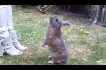 Cute Bunny Doing a Trick - UNBELIEVABLE