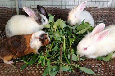 Cute Baby Rabbits Eating - Funny and Cute Baby Bunny Rabbit Eating Videos - Cute Rabbits - Rabbits