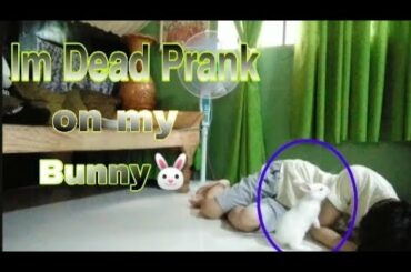 Im Dead Prank on my Rabbit🐰 Cute reaction