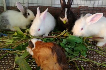 Rabbit - Cute Rabbits Eating - Funny and Cute Baby Bunny Rabbit Videos - Cute Rabbits Videos 2020