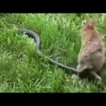 Rabbit attacks Snake to save baby bunny