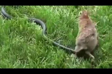 Rabbit attacks Snake to save baby bunny
