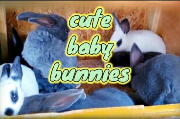 CUTE BABY BUNNIES WITH THEIR LAVA ROCK TOY