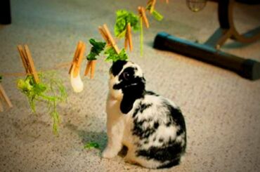 Amusing Rabbits 🐇🐇 Fluffy Bunnies Cute Moments (Full) [Epic Laughs]