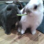 Baby bunnies sharing their treat