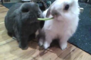 Baby bunnies sharing their treat