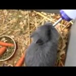 Baby bunny learning to drink water from water bottle. So cu