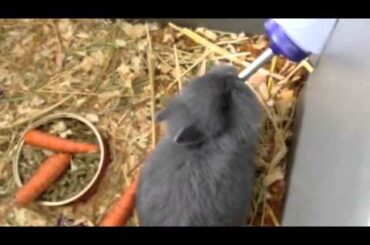 Baby bunny learning to drink water from water bottle. So cu