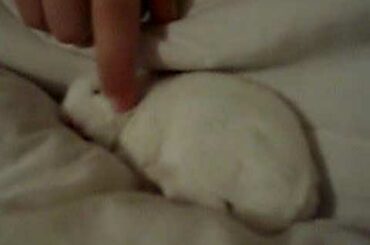 Baby bunny 11 days old!