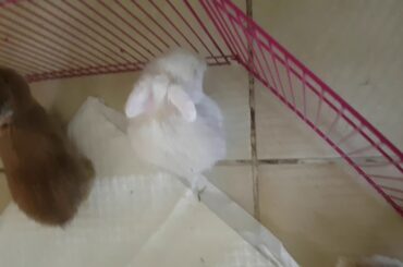 Cute Rabbit Family playing in the park | Animalians World