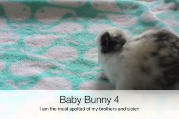 Newborn baby bunnies grow up (Part 2)