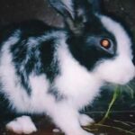 Rabbit Funny Video🐰 | Rabbit Eating Video | Cute Rabbit Video | Pets Video.