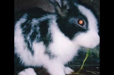 Rabbit Funny Video🐰 | Rabbit Eating Video | Cute Rabbit Video | Pets Video.