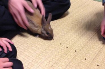 Baby bunny rabbit 30 day progress , Tunnel success with bait