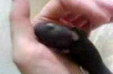 super tiny baby bunny