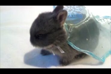Elsa - My Snow Princess Baby Dwarf Bunny
