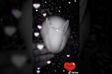 Baby rabbit😍 cute video ✔️