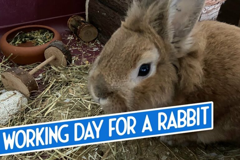 Just a Normal Working Day in a Rabbits Life - Cute Bunny Time Lapse