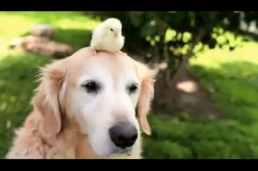 Cute and Funny Baby Animals