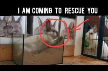 Funny and Cute Bunny Rabbit Compilation :Caught on Tape: Very Hilarious [Try not to smile]