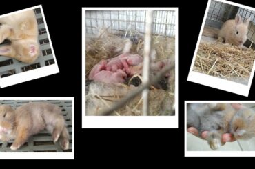 Baby Bunnies Grow Up | 0-15 days