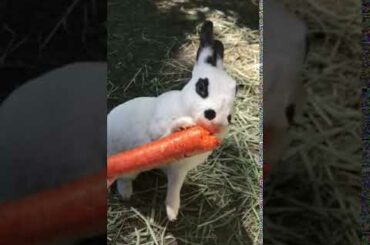 Cute bunny gnawing a carrot| TreyTiger