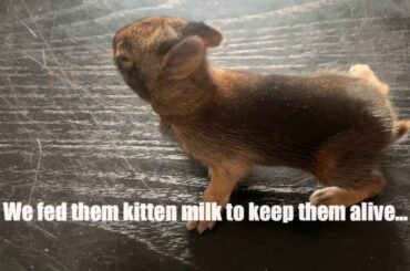 Raising cute baby bunnies!