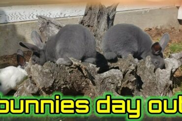 BUNNIES DAY OUT || CUTE BUNNIES