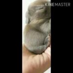 Cute rabbit baby complication