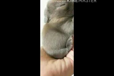 Cute rabbit baby complication
