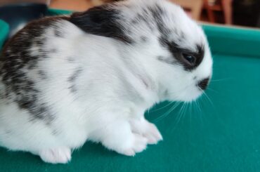 Very cute bunnies 😍🐇