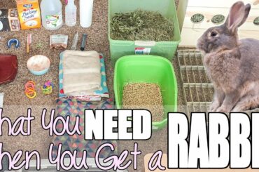 What You Need When You Get A Rabbit