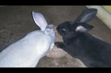 Cute Rabbit Night