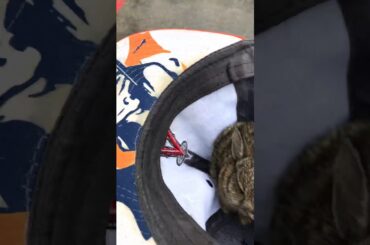 Found abandoned baby rabbit