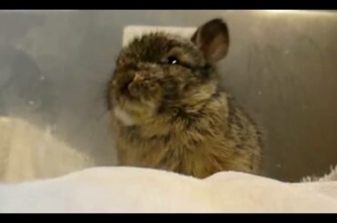 Baby rabbit noms on flower