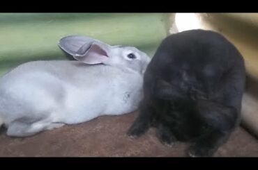 Cute Rabbit 52 Days Old