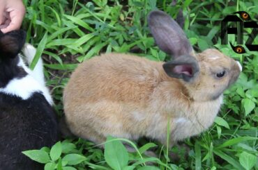 Dancing Bunny-Bunny Party -Rabbids Invasion-Rabbit Husbandry-Wild baby rabbits-rabbits and their mom