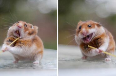 Animals SOO Cute! Cute baby animals Videos - Cutest Tik Tok Videos