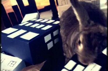 CUTE BUNNY DESTROYS CITY - Honey I Blew Up The Bunny