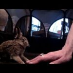 Wild Baby Rabbit Plays Tag!! ~ Belle 💕