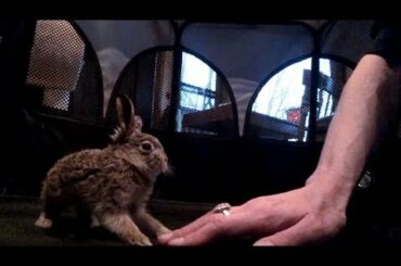 Wild Baby Rabbit Plays Tag!! ~ Belle 💕