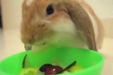 The Roger's Salad - Roger Cute Adorable Mini Holland Lop eared Belier Rabbit