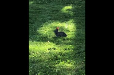 🐰A cute baby bunny relaxing in the sun🐰